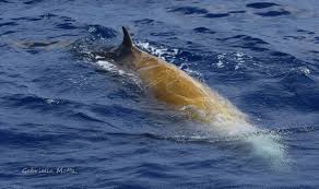 Image result for Ziphius cavirostris