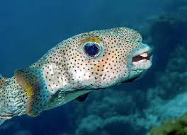 Image result for Diodon hystrix