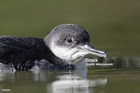 Image result for Puffinus puffinus