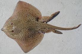 Image result for Raja montagui