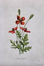 Attēlu rezultāti vaicājumam “Papaver argemone flower”