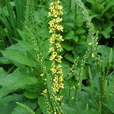 Image result for Verbascum nigrum