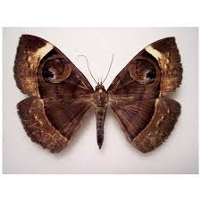 Attēlu rezultāti vaicājumam “Agriopis marginaria”