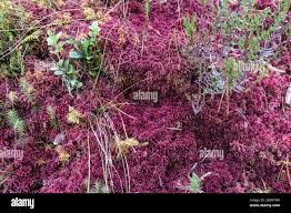 Attēlu rezultāti vaicājumam “Sphagnum capillifolium”