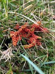 Attēlu rezultāti vaicājumam “Leocarpus fragilis young”