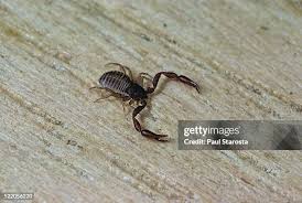 Attēlu rezultāti vaicājumam “Chelifer cancroides”