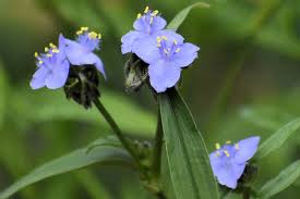 Attēlu rezultāti vaicājumam “Tradescantia virginiana”