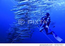 Image result for Tornado Divers