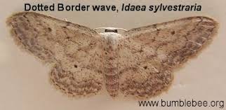 Attēlu rezultāti vaicājumam “Idaea sylvestraria”