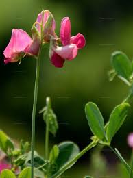 Attēlu rezultāti vaicājumam “Lathyrus tuberosus”