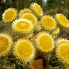 Image result for Helichrysum foetidum