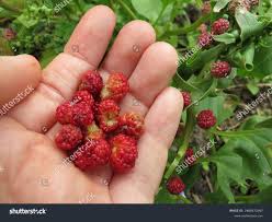 Attēlu rezultāti vaicājumam “Chenopodium foliosum fruit”