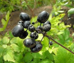 Attēlu rezultāti vaicājumam “Actaea spicata fruit”