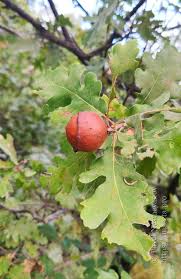 Attēlu rezultāti vaicājumam “Andricus quercuscorticis”