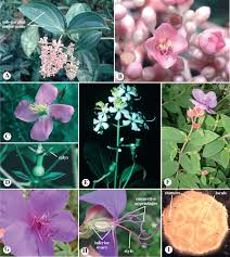 Attēlu rezultāti vaicājumam “Onagraceae”