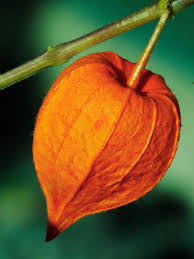 Attēlu rezultāti vaicājumam “Physalis alkekengi fruit”