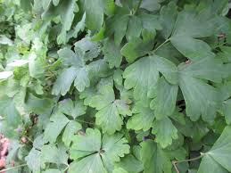Attēlu rezultāti vaicājumam “Aquilegia vulgaris leaf”