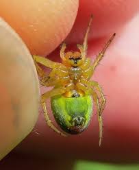 Attēlu rezultāti vaicājumam “Araniella”