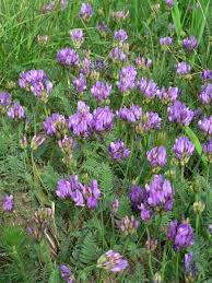 Attēlu rezultāti vaicājumam “Astragalus danicus leaf”