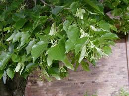 Attēlu rezultāti vaicājumam “Tilia americana”