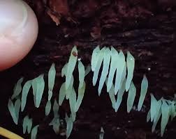 Attēlu rezultāti vaicājumam “Mucronella”