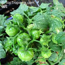 Attēlu rezultāti vaicājumam “Lycopersicon esculentum leaf”