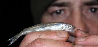 Image result for Osmerus eperlanus