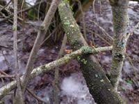 Attēlu rezultāti vaicājumam “Macrotyphula fistulosa var. contorta”