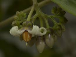 Attēlu rezultāti vaicājumam “Solanaceae”