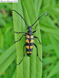 Attēlu rezultāti vaicājumam “Korynetes caeruleus”