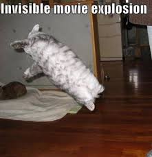 Image result for invisible cat