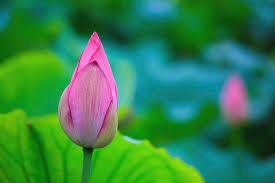 Attēlu rezultāti vaicājumam “Lotus sp. bud”