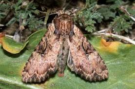 Attēlu rezultāti vaicājumam “Apamea epomidion”