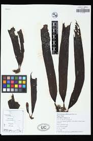 Attēlu rezultāti vaicājumam “Euura acutifoliae”