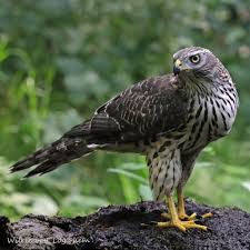 Attēlu rezultāti vaicājumam “Accipiter gentilis adult”