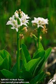 Attēlu rezultāti vaicājumam “Menyanthes trifoliata”