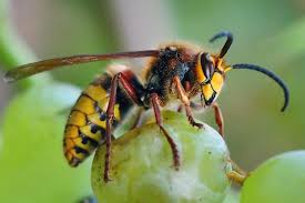 Attēlu rezultāti vaicājumam “Conardia compacta macro”