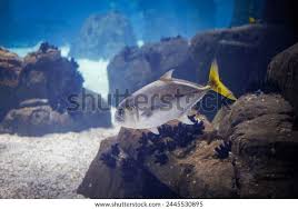 Image result for Caranx latus