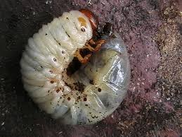 Attēlu rezultāti vaicājumam “Oryctes nasicornis larva”