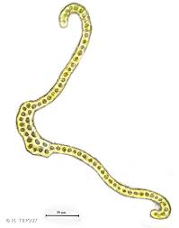 Attēlu rezultāti vaicājumam “Racomitrium heterostichum”