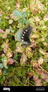 Attēlu rezultāti vaicājumam “Gynaephora selenitica larva”