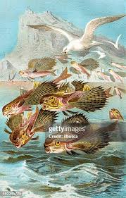 Image result for Dactylopterus volitans