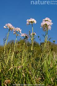 Attēlu rezultāti vaicājumam “Cardamine pratensis flower”