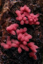 Attēlu rezultāti vaicājumam “Stemonitopsis aequalis var. microspora”