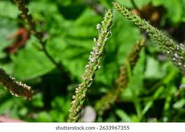 Attēlu rezultāti vaicājumam “Plantago uniflora leaf”