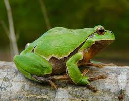 Attēlu rezultāti vaicājumam “Hyla arborea”