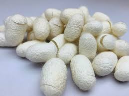 Attēlu rezultāti vaicājumam “cocoon”