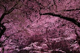 http://t0.gstatic.com/images?q=tbn:ANd9GcRkzIfQFCTvue84Z6CoSrVvcxOtc7vJOygri1plmgee5jN4z6I8qQ