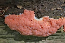 Attēlu rezultāti vaicājumam “Dictydiaethalium plumbeum young”