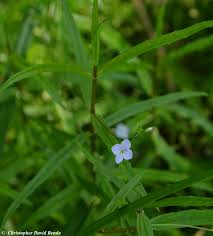 Attēlu rezultāti vaicājumam “Veronica scutellata flower”